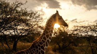 Au Kenya, des girafes pour apporter la paix entre communautés