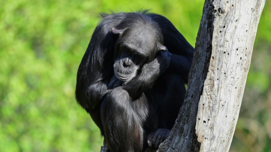 Les outils des chimpanzés se sophistiquent au gré des échanges, démontre une étude