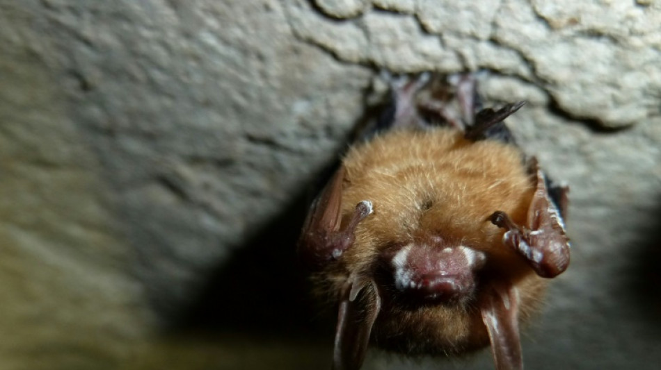 New tools give researchers hope for fungus-ravaged US bats