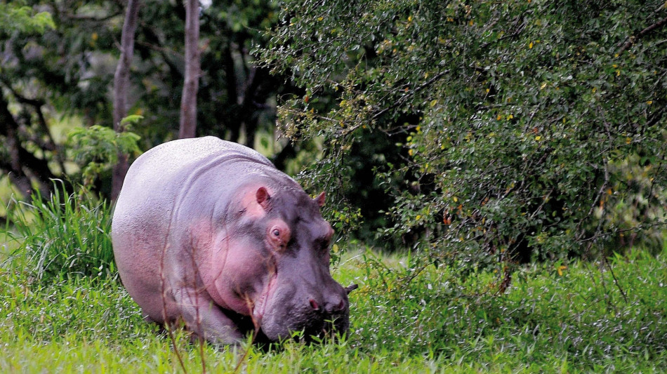Al via il controllo dei narco-ippopotami di Escobar in Colombia