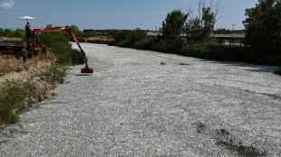 Greek port city in a state of emergency over flood of dead fish