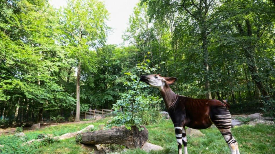 Stuttgarter Zoo Wilhelma freut sich über neugeborene Waldgiraffe