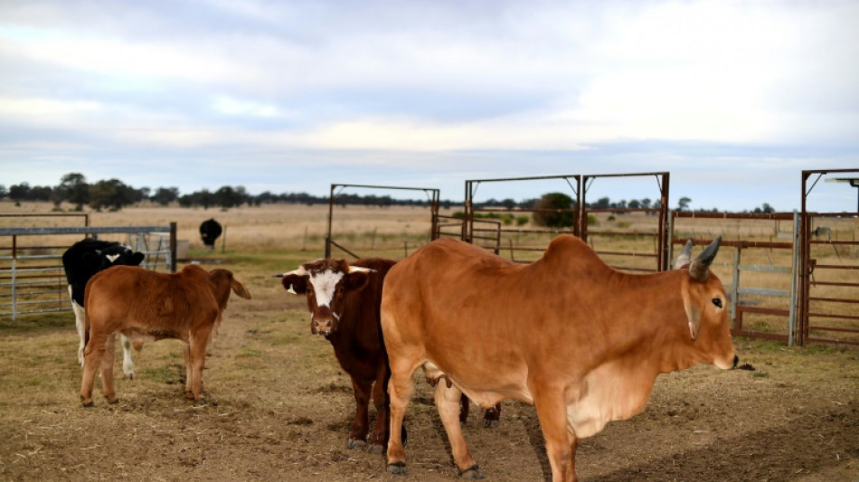 China lifts final bans on Australian red meat as trade row nears end