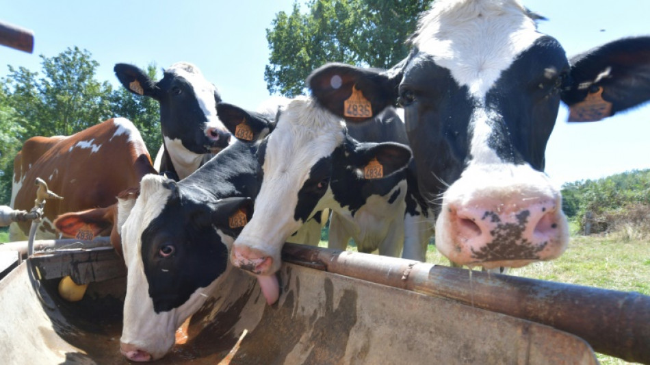 Landwirt in Bayern von Kuh zu Tode gequetscht