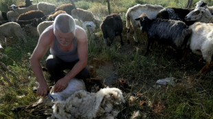 Albanie : la canicule précipite la tonte des moutons et des brebis