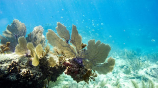 Global coral bleaching event expanding to new countries: scientists