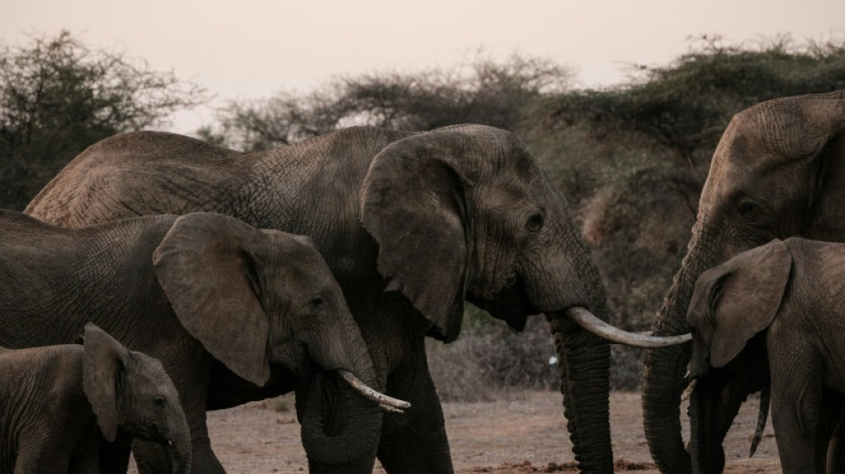 Chez les éléphants, la vie en société aide les orphelins à s'en sortir