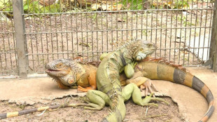 Thaïlande: environ 150 iguanes capturés pour protéger l'écosystème