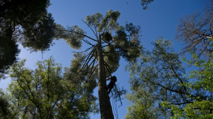 Les forêts françaises, "laboratoires" pour des crédits carbone exigeants