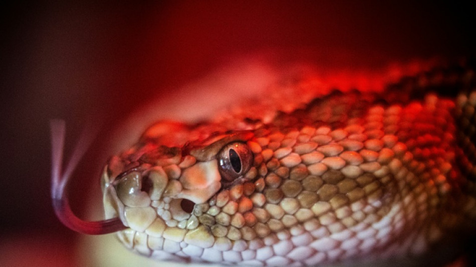 Über 110 Schlangen in Wohnhaus von 35-Jähriger in Niedersachsen beschlagnahmt
