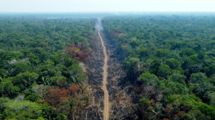 La deforestación en la Amazonía brasileña ya batió récord para febrero