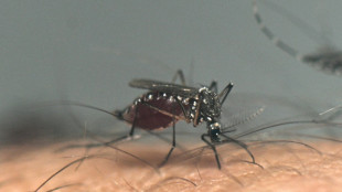 EU-Behörde: Von Mücken übertragene Krankheiten nehmen im Zuge des Klimawandels zu
