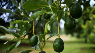 EEUU suspende las importaciones de aguacate mexicano tras las amenazas a un oficial