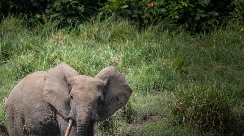 Gabon forest elephant forays into villages spark ire