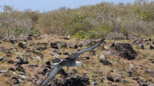 Ripulite alle Galapagos 50 piste per l'arrivo degli albatri