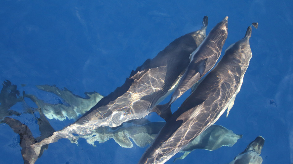 Anche i delfini sorridono quando giocano fra loro