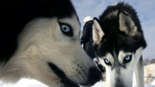 Perros siberianos de hace miles de años dependían de los humanos para alimentarse