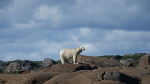 Quand l'ours blanc se retrouve loin de sa banquise