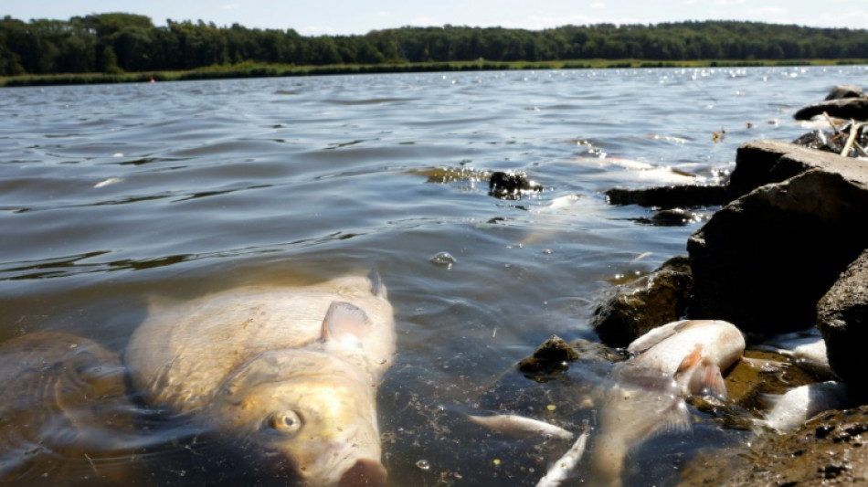 Lemke wegen Fischsterbens in der Oder bei Krisentreffen in Polen