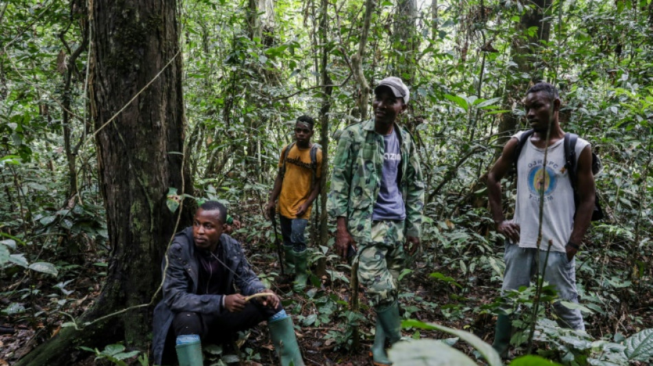 La difícil convivencia entre elefantes hambrientos y agricultores de Camerún