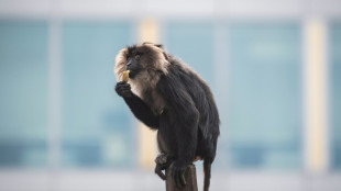 Verdächtige in Fall von gestohlenem Affen aus Leipziger Zoo festgenommen