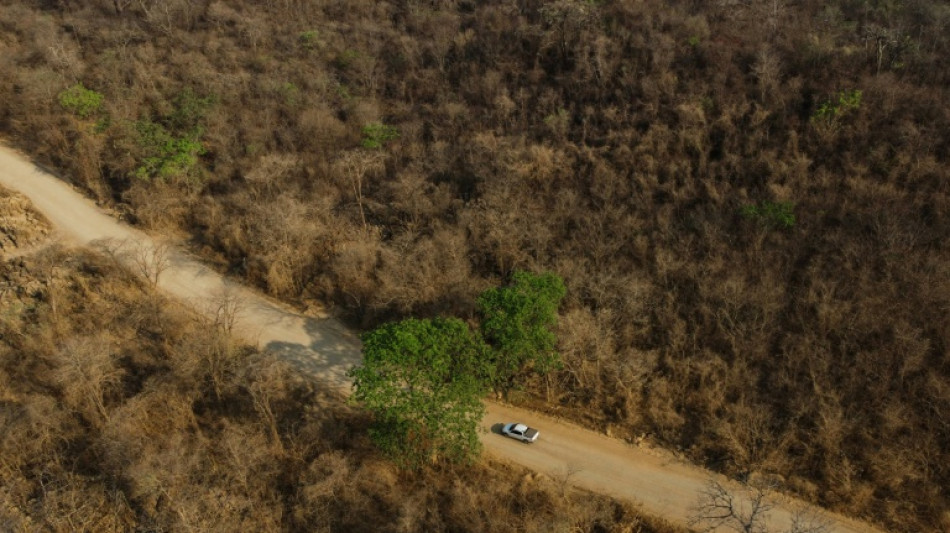 El Cerrado brasileño rebrota tras los incendios