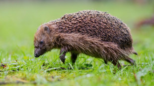 Mowed down by cars, European hedgehog numbers shrinking 