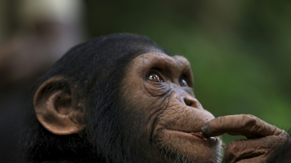 Au Cameroun, un sanctuaire refuge pour les chimpanzés en danger de disparition