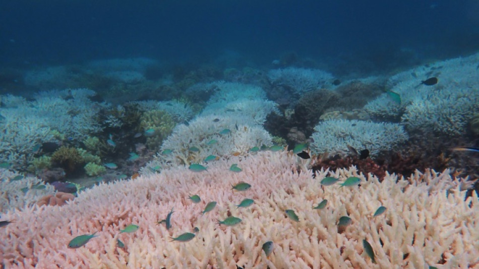 Ola de calor blanquea el 91% de la Gran Barrera de Coral, según informe