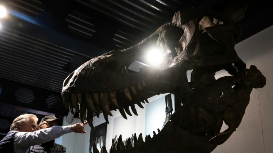 Un squelette composite de T-Rex vendu près de 5,6 millions d'euros (enchères)