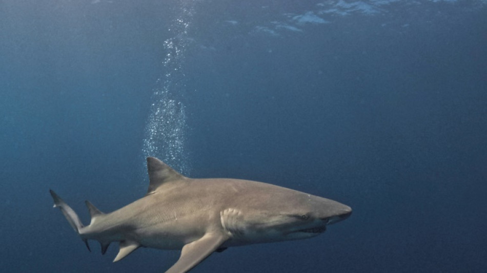 Egypte: un touriste italien tué par un requin en mer Rouge