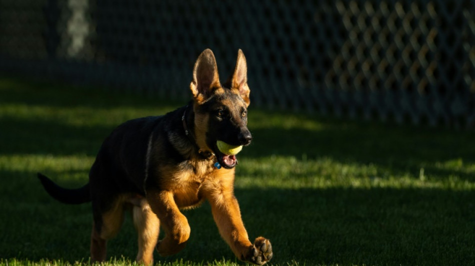 Un perro de Biden, acusado de morder al personal de la Casa Blanca