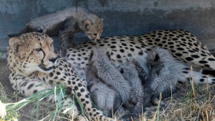 Inde : accouplement fatal pour une femelle guépard transférée d'Afrique du Sud 