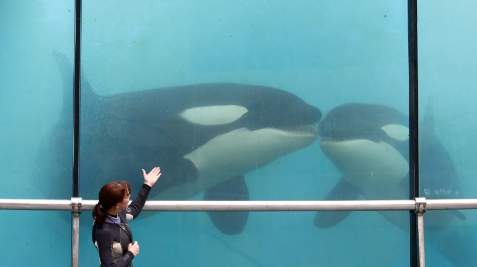 Marineland: le gouvernement s'oppose au transfert de deux orques au Japon