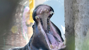 Hippos and humans learning to live in peace in DR Congo