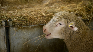 Premier foyer en France d'un nouveau type de fièvre catarrhale ovine