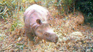 Indonesia arrests man for selling rhino horn via social media