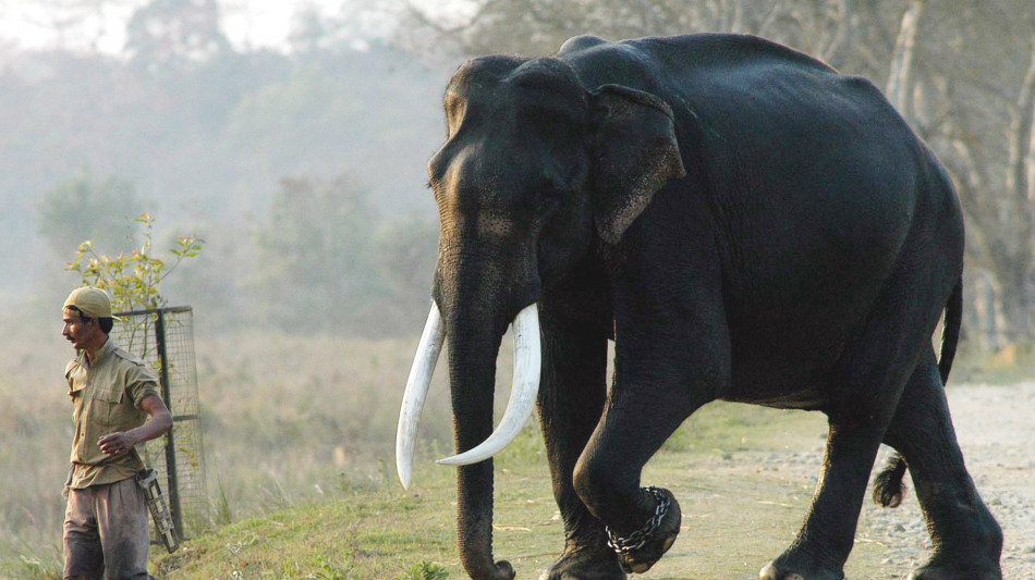 Gli elefanti africani cambiano saluto in base all'interlocutore