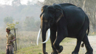 Gli elefanti africani cambiano saluto in base all'interlocutore