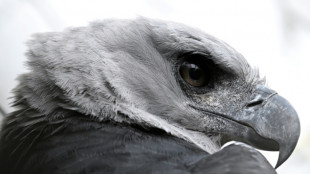 Un romance en cautiverio: la "esperanza" para preservar al águila arpía en Colombia