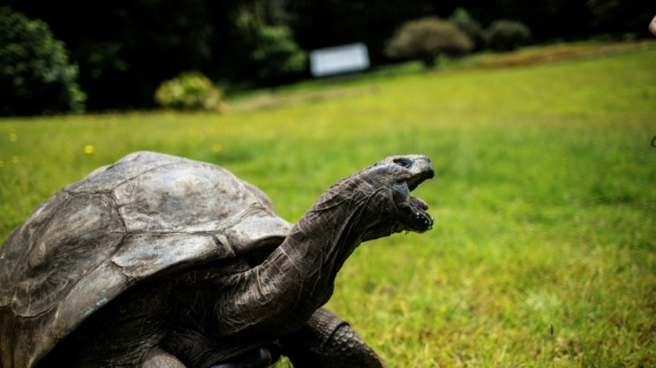 La tortuga Jonathan, decana de los animales terrestres, cumple 190 años más o menos