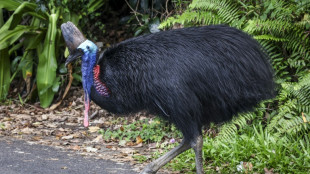 En Australie, un redoutable oiseau "dinosaure" menacé d'extinction