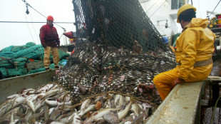 Fischfang-Verbote in der Ostsee: EU-Agrarminister verhandeln weiter