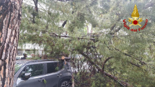 Un albero cade su due auto a Roma, un ferito