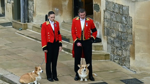 A Windsor, les corgis et un poney d'Elizabeth II participent aussi aux funérailles de leur reine