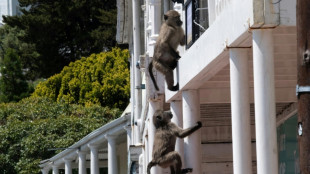 As baboons become bolder, Cape Town battles for solutions 