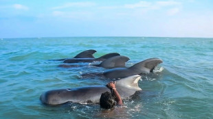 Rescatadas 11 ballenas varadas en Sri Lanka