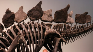 Dinosaur skeleton breaks auction record with $44.6 mn sale in New York