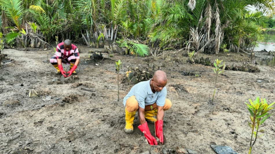 Nigerians strive to bring mangrove forests back to life