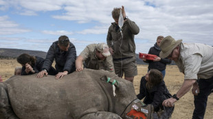 Usan material radiactivo para disuadir cazadores de rinocerontes en Sudáfrica